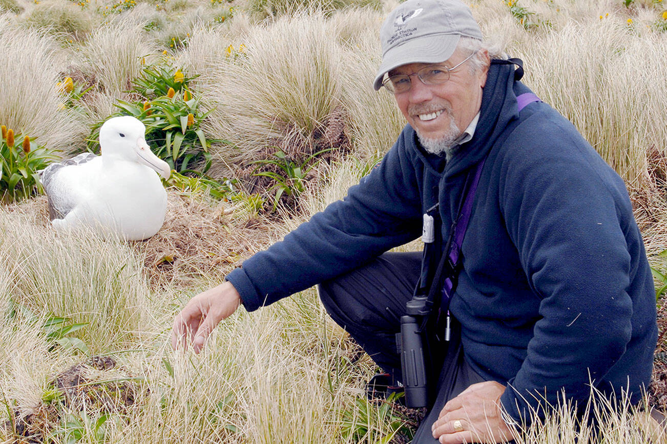 Peter Harrison with Southern Royal Albatross on Campbell Island, New Zealand. (Photo credit Shirley Metz) 