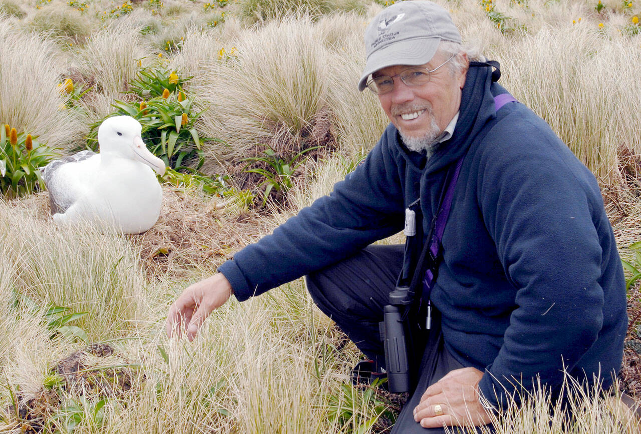 Peter Harrison with Southern Royal Albatross on Campbell Island, New Zealand. (Photo by Shirley Metz)