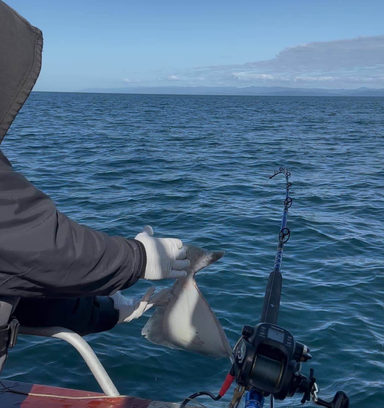 John Beath A smaller halibut is returned to the waters of the Strait of Juan de Fuca off Port Angeles on Thursday, the opening day of halibut season in the Strait and Puget Sound.