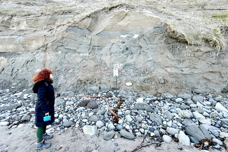 Margo Karler of Port Townsend looks up at the plaster covers protecting a tusk that was found by hikers on the beach near the Point Wilson lighthouse in March. (Steve Mullensky/for Peninsula Daily News)