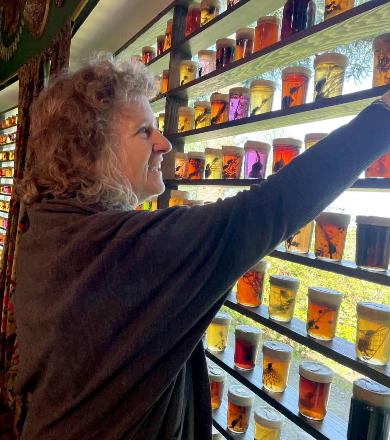 Some 800 jars with insects and plants suspended in colored jelly glisten the windows of the Esther Webster Gallery at the Port Angeles Fine Arts Center where Jennifer Angus’ exhibition, Hidden World, opens today and runs through July 6. Angus’ site-specific work links nature, science and art that hopes will spark curiosity and a sense of responsibility toward the natural world. (Paula Hunt/Peninsula Daily news)