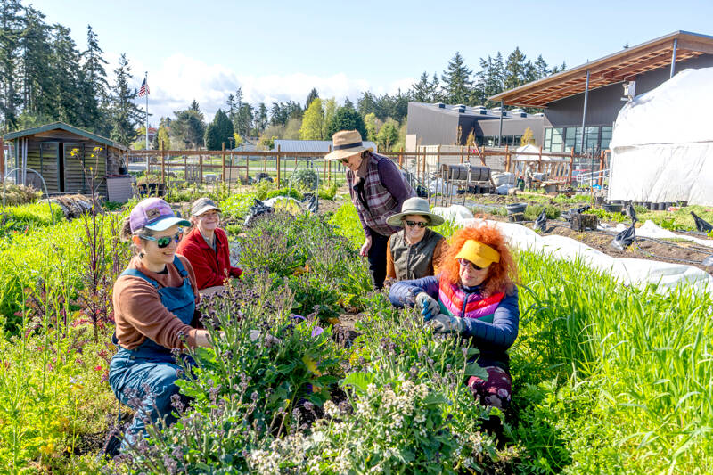 Bonnie Obremski, front left, substitute garden manager, and volunteers Susan Savelle, yellow visor, Sarah Maloy, left rear, Paulette De Llario, right rear, and Mary Claire Hunt, rear, helped clean up the Salish Coast Production Garden at the Salish Elementary School in Port Townsend on Saturday. The garden produced more than 5,000 pounds of produce used for the school lunches last year and farmers are aiming for 7,000 pounds in 2025. Hunt will be honored as a community health hero by the Jefferson County Public Health department for her efforts in bringing together farmers and gardeners who donate their crops to the Jefferson County food bank with a presentation on Thursday at the Board of Jefferson County Commissioners’ chambers at the Jefferson County Courthouse. (Steve Mullensky/for Peninsula Daily News)