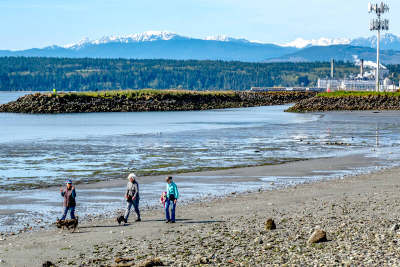 Three friends and their dogs take advantage of a low tide to enjoy morning beach walk along Port Townsend Bay. The snow-capped Olympic Mountains glow in the background. (Steve Mullensky/for Peninsula Daily News)