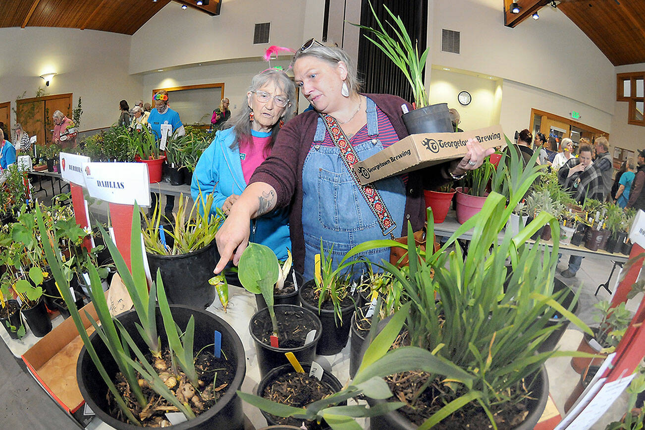 Port Angeles Garden Club member Bobbie Daniels, left, and her daughter, Rose Halverson, both of Port Angeles, look at a table of plants for sale at the club’s annual plant sale and raffle on Saturday at the Port Angeles Senior Center. The event featured hundreds of plants for sale as a fundraiser for club events and operations. (Keith Thorpe/Peninsula Daily News)