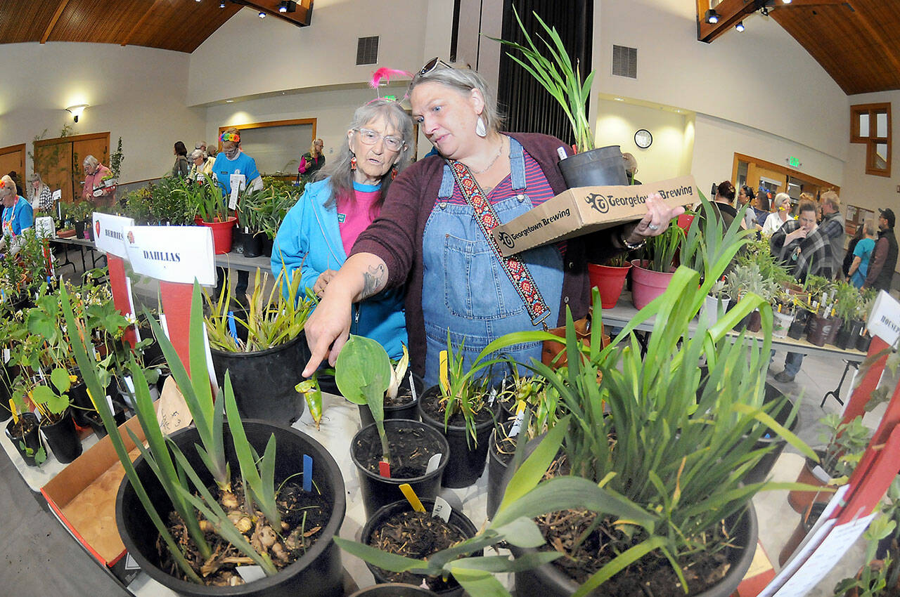 Port Angeles Garden Club member Bobbie Daniels, left, and her daughter, Rose Halverson, both of Port Angeles, look at a table of plants for sale at the club’s annual plant sale and raffle on Saturday at the Port Angeles Senior Center. The event featured hundreds of plants for sale as a fundraiser for club events and operations. (Keith Thorpe/Peninsula Daily News)