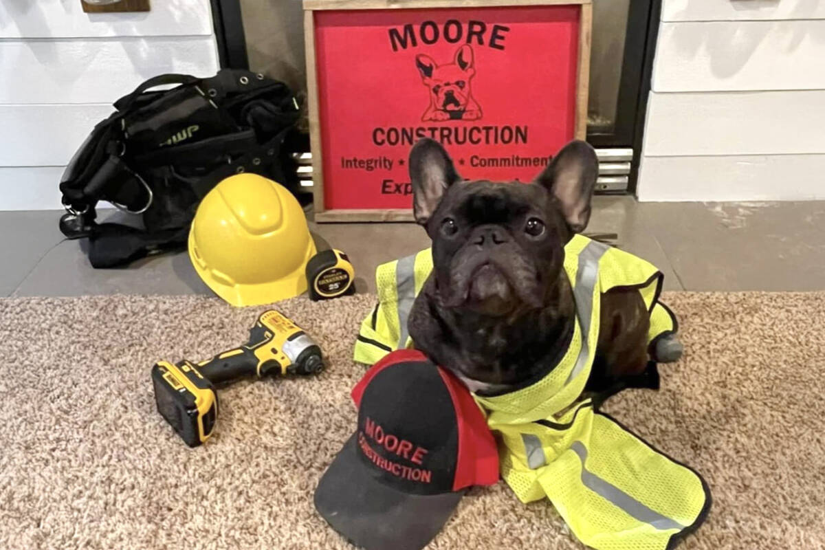As the company mascot, Molly the French bulldog has helped Moore Construction stand out in a crowded industry. Courtesy Moore Construction