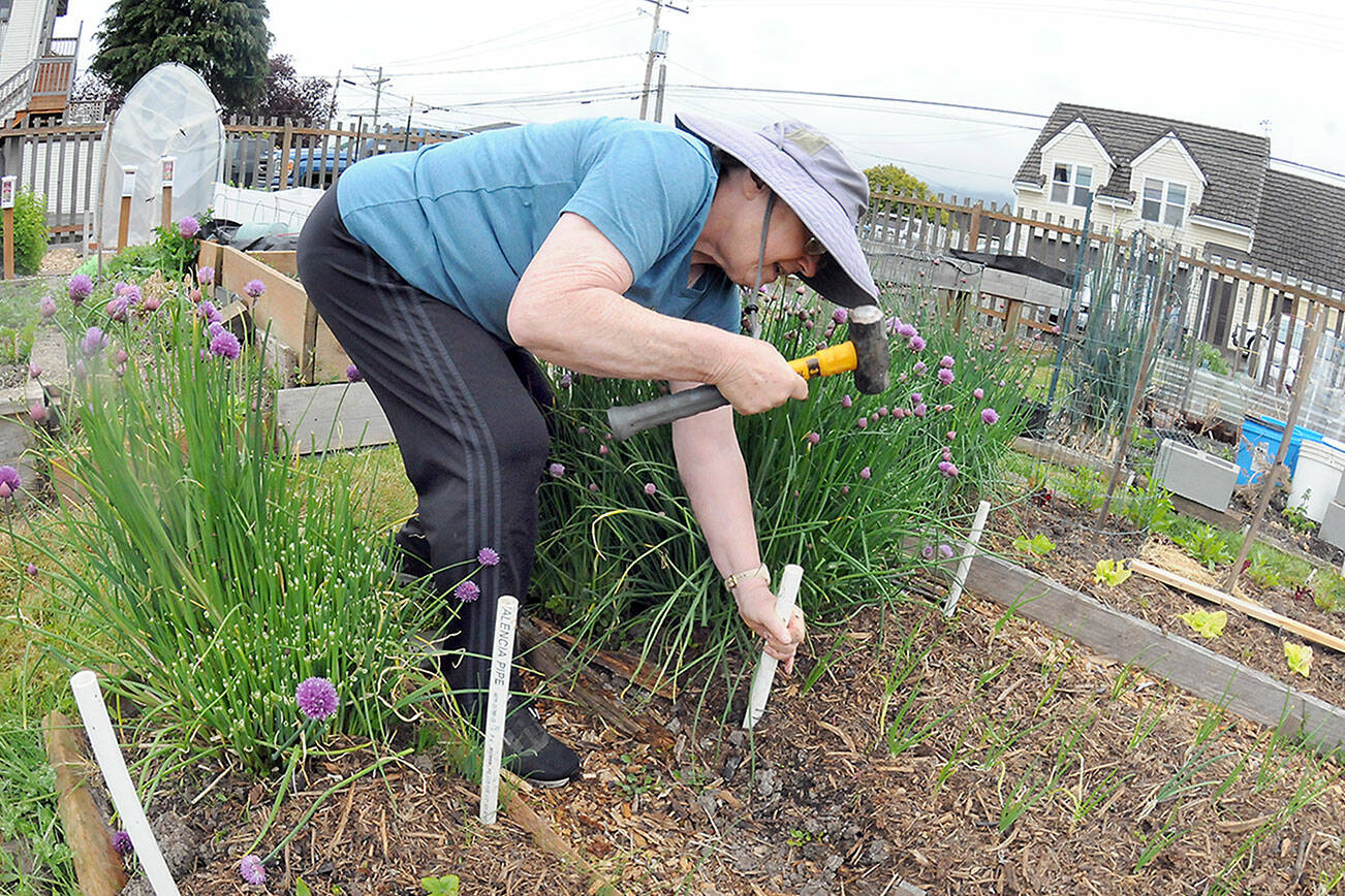 Kathy Moses of Port Angeles hammers in stakes that will be used to support a cover for strawberry starts and other plants in her plot in the Fifth Street Community Garden in Port Angeles. Moses was working in a light rain during Thursday’s gardening endeavor. (Keith Thorpe/Peninsula Daily News)