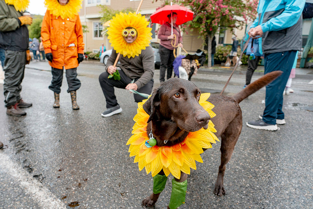 A lab mix waits in the rain for the start of the 90th Rhody Festival Pet Parade in Uptown Port Townsend on Thursday. The festival’s main parade, from Uptown to downtown, is scheduled for 1 p.m. (Steve Mullensky/for Peninsula Daily News)