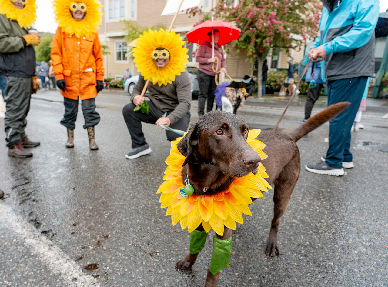 A lab mix waits in the rain for the start of the 90th Rhody Festival Pet Parade in Uptown Port Townsend on Thursday. The festival’s main parade, from Uptown to downtown, is scheduled for 1 p.m. (Steve Mullensky/for Peninsula Daily News)