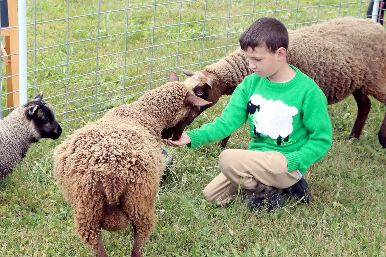 Eamon Myers, age 10, of Port Angeles feeds some of the Shetland Sheep at the 42nd annual Shepherd’s Festival, held Monday at the Sequim Prairie Grange — both inside and out. The free festival was sponsored by Clallam County 4-H, the North Olympic Shuttle and Spindle Guild and the Olympic Peninsula Fiber Growers Association. Featured activities included sheep herding and shearing demonstrations, a farm animal petting zoo, fiber spinning demonstrations, a 4-H raffle, arts and crafts vendors alonmg with sheep, goats, llamas and related products. (Dave Logan/For Peninsula Daily News)