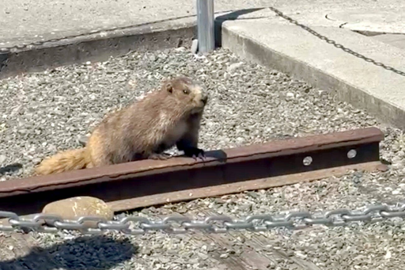 Screen grab from CTS security camera footage of the little scofflaw.