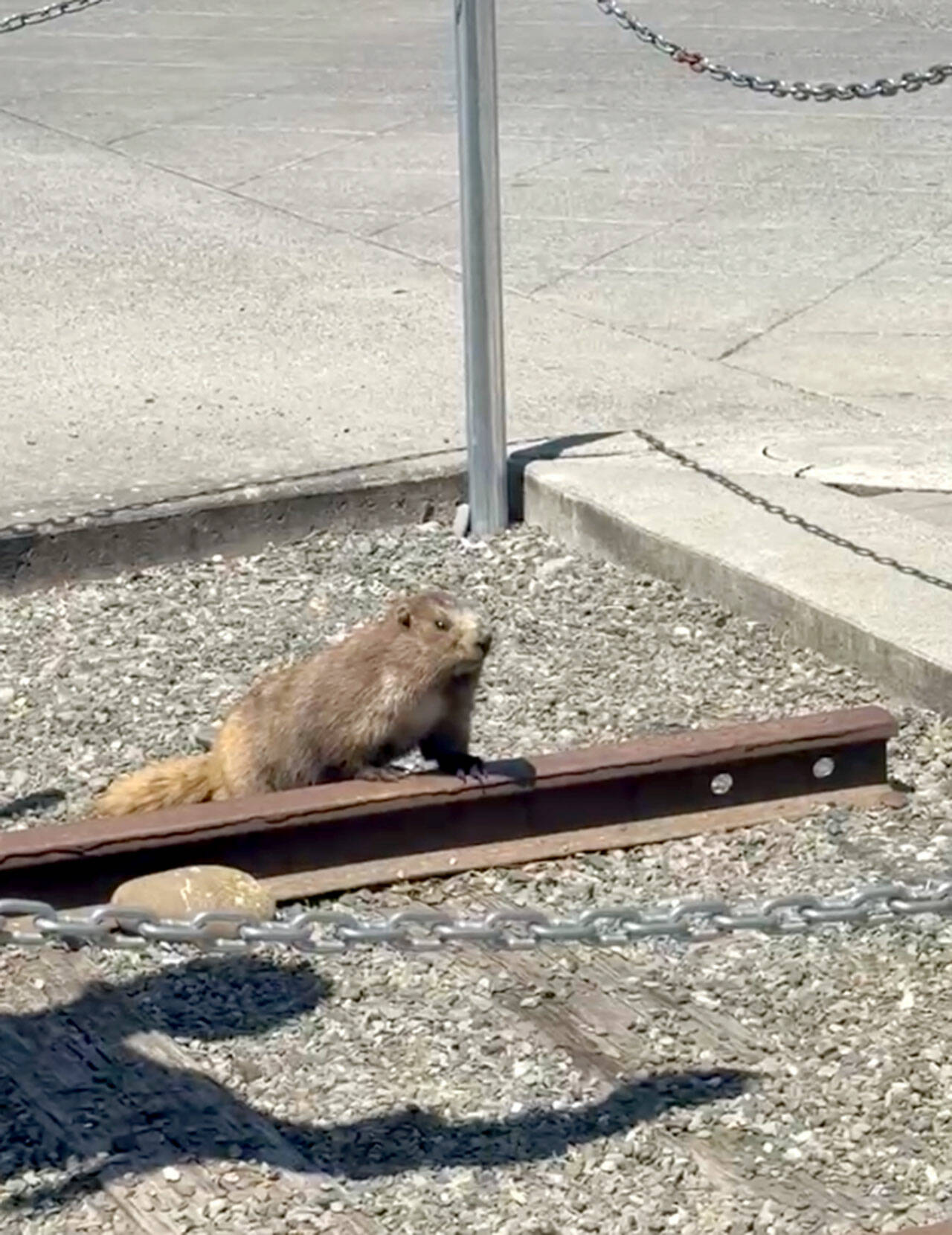 Screen grab from CTS security camera footage of the little scofflaw.