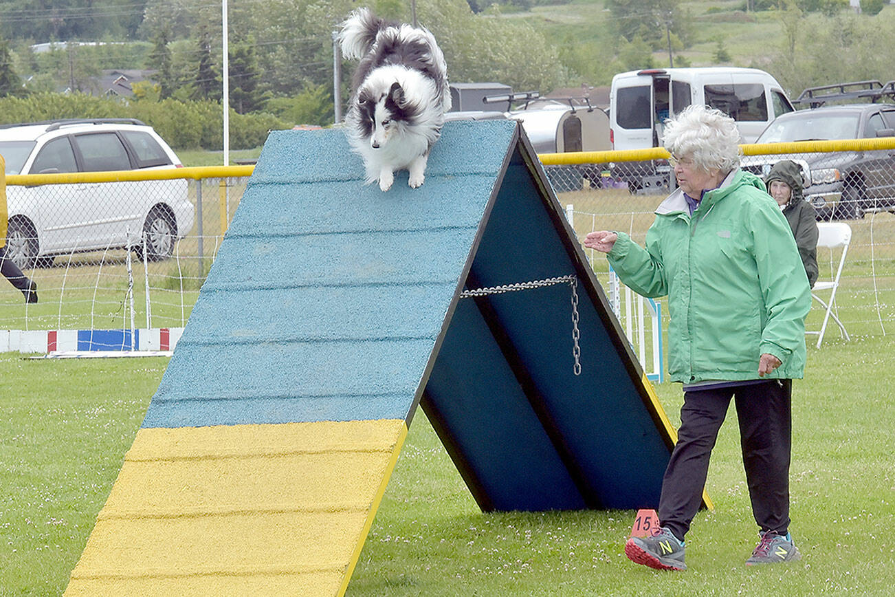 Lynette Hostetler of Port Angeles instructs Ian, her shetland sheepdog, over an inclined obstacle during Saturday’s AKC Agility Rally and Obedience Trials at Carrie Blake Park in Sequim. The event, hosted by the Hurricane Ridge Kennel Club, featured a variety of obstacle courses with dogs searching for the fastest time in the ring. (Keith Thorpe/Peninsula Daily News)