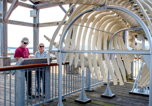 Stephen and Christine Humphries of Nottingham, United Kingdom, spend part of Monday looking over the skeleton of Gunther, the 4-year-old Pacific gray whale that washed ashore and died on a beach in Port Ludlow in 2019 and is now an educational exhibit for the Port Townsend Marine Science Center located on the Union Wharf in downtown Port Townsend. (Steve Mullensky/for Peninsula Daily News)
