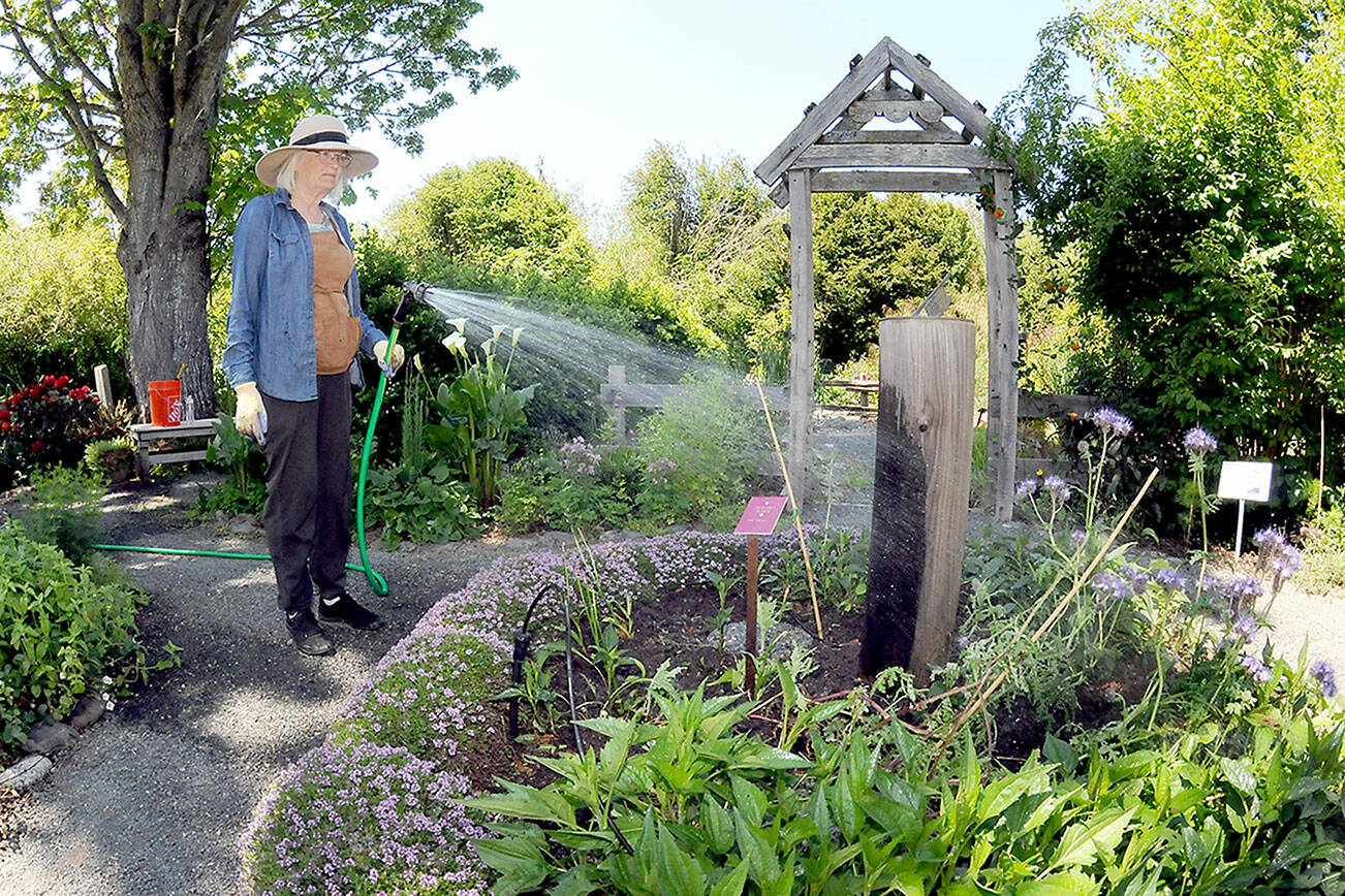 Master Gardener Cece Fitton of Sequim waters a patch of black-eyed Susans and phacelia, along with other pollinator plants, on Thursday at the group’s demonstration garden at 2711 Woodcock Road near Sequim. The Woodcock Garden, operated through the Washington State University Extension office, features a classroom and an outdoor pavilion for seasonal lectures and workshops and is open to the public during daylight hours year-round. (Keith Thorpe/Peninsula Daily News)