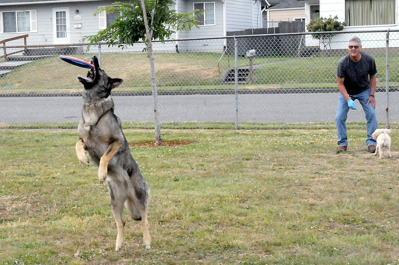 Mike O’Brien of Port Angeles watches as his dog, Nara, left, catches a flying disc and his other dog, Copper, waits for his turn to fetch a ball on Thursday at Erickson Playfield in Port Angeles. O’Brien said catch and fetch are favorite activities for his canine companions. (Keith Thorpe/Peninsula Daily News)