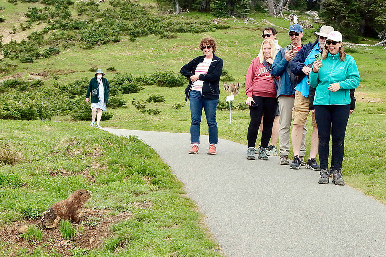 An Olympic marmot stands as the star of the show at Hurricane Ridge on Monday. These tourists from Alaska stopped and photographed the creature from a distance as he slowly ate his meal of wildflowers. The marmot is a rodent in the squirrel family and is unique to Washington state. The hibernating mammal’s burrow is only about 50 feet up the paved path away from the parking lot. The group had just photographed deer at the Ridge. (Dave Logan/for Peninsula Daily News)
