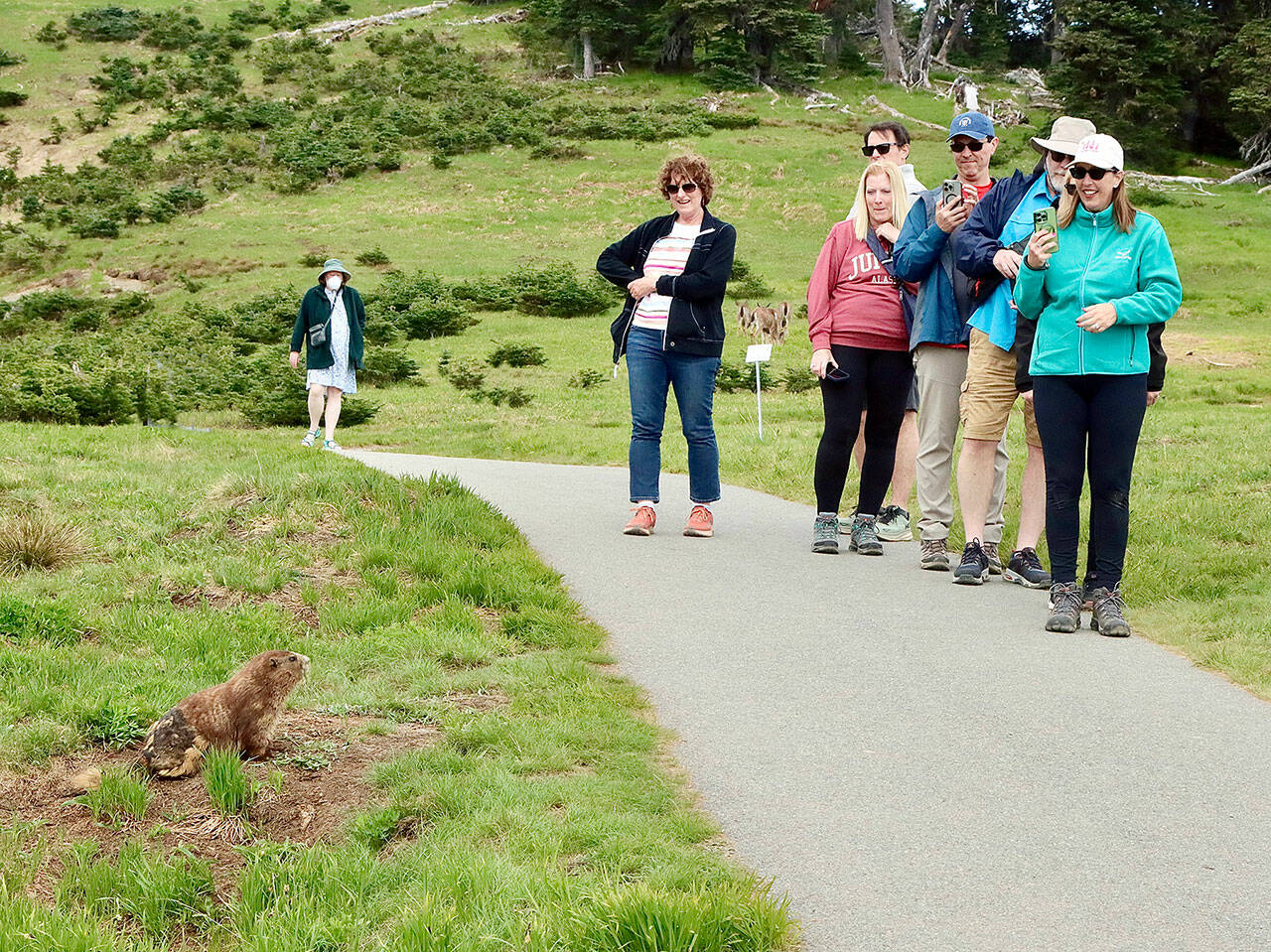 An Olympic marmot stands as the star of the show at Hurricane Ridge on Monday. These tourists from Alaska stopped and photographed the creature from a distance as he slowly ate his meal of wildflowers. The marmot is a rodent in the squirrel family and is unique to Washington state. The hibernating mammal’s burrow is only about 50 feet up the paved path away from the parking lot. The group had just photographed deer at the Ridge. (Dave Logan/for Peninsula Daily News)