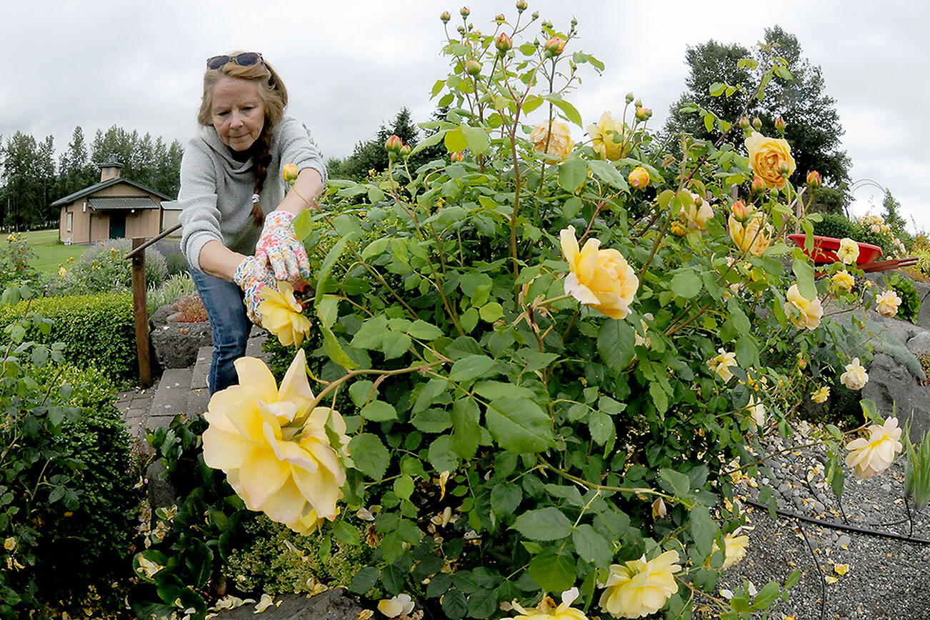 Denise Thornton of Sequim deadheads roses on a flower display at the Sequim Botanical Garden at the Water Reuse Demonstration Park at Carrie Blake Park on Wednesday in Sequim. Thornton, a volunteer gardener, was taking part in a work party to maintain the beauty of the garden. (Keith Thorpe/Peninsula Daily News)