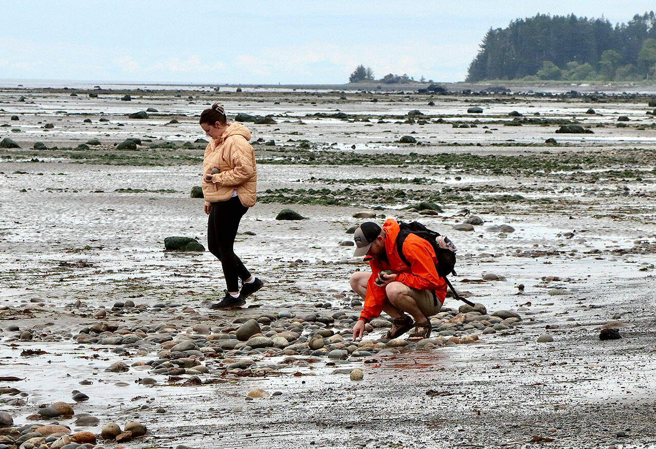 Chris and Linzi Yarwood of Buckley search the low tides over the weekend at Murdock Beach, about five miles west of Joyce off state Highway 112. (Dave Logan/for Peninsula Daily News)