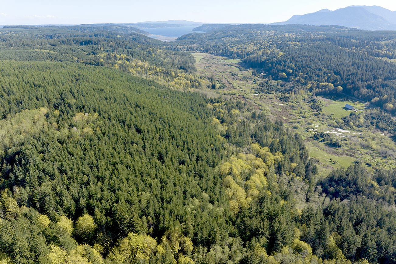 The Northwest Watershed Institute purchased 81 acres for conservation and stewardship in the Tarboo Valley for inclusion in its 500-acre Tarboo Wildlife Preserve. (John Gussman)