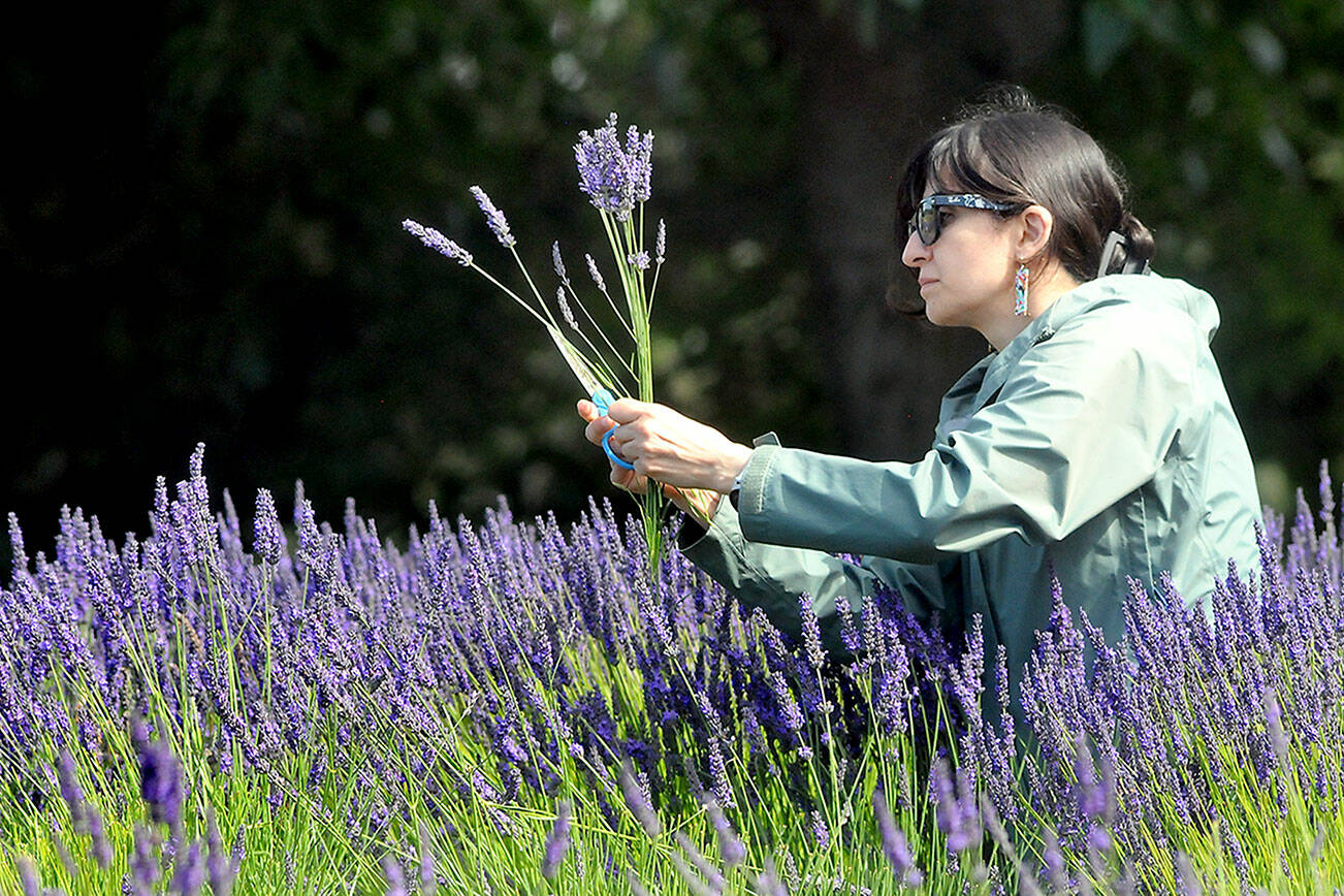 Azi Farjad of Redmond decides on her favorite lavender stalks from a U-pick patch at Jardin du Soleil Lavender Farm north of Sequim on Saturday, part of the 2025 Sequim Lavender Weekend. (Keith Thorpe/Peninsula Daily News)