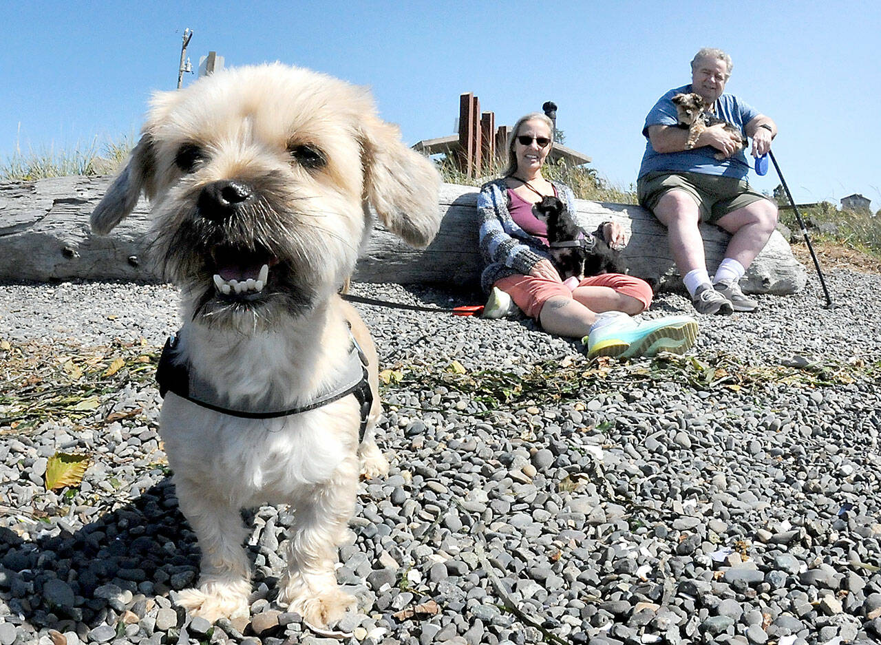 Cheryl and John Francis of Sequim, along with their dogs, from left, Bella, Molly and Yogi, enjoy a day in the sun at Cline Spit County Park north of Sequim on Tuesday. The couple and their pets, who recently moved from California, took advantage of the area’s recreational opportunities. (Keith Thorpe/Peninsula Daily News)