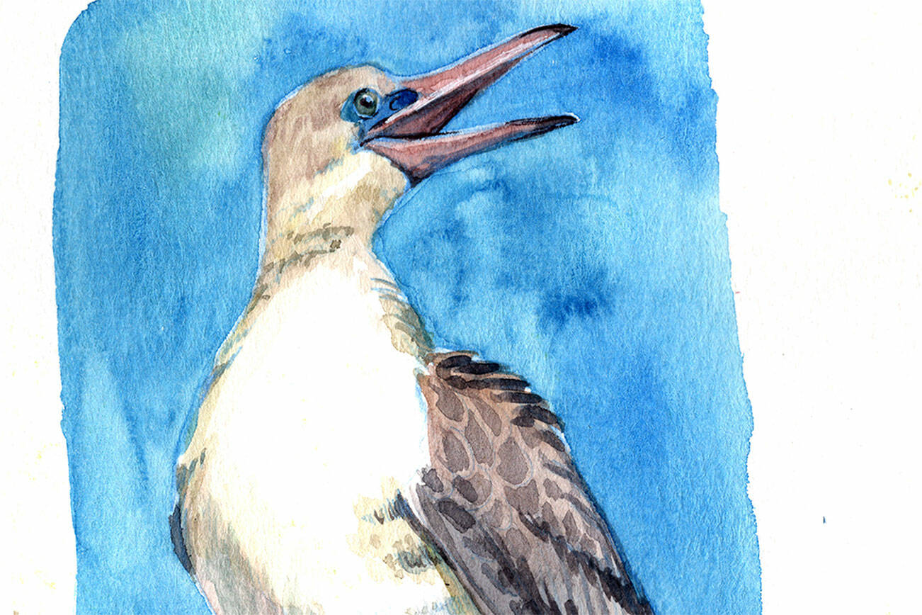 A watercolor sketch of a red-footed booby is part of “The Nature Journals of Carolyn Woods” on display at the Port Townsend Marine Science Center through Oct. 12.