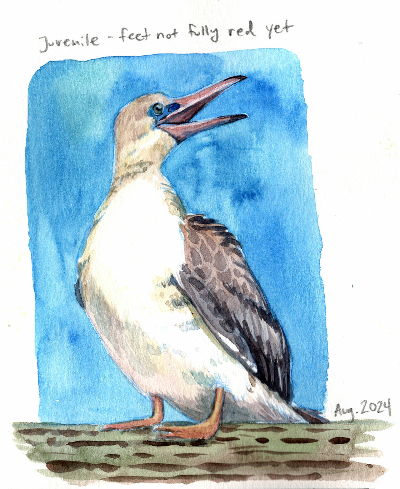 A watercolor sketch of a red-footed booby is part of “The Nature Journals of Carolyn Woods” on display at the Port Townsend Marine Science Center through Oct. 12.