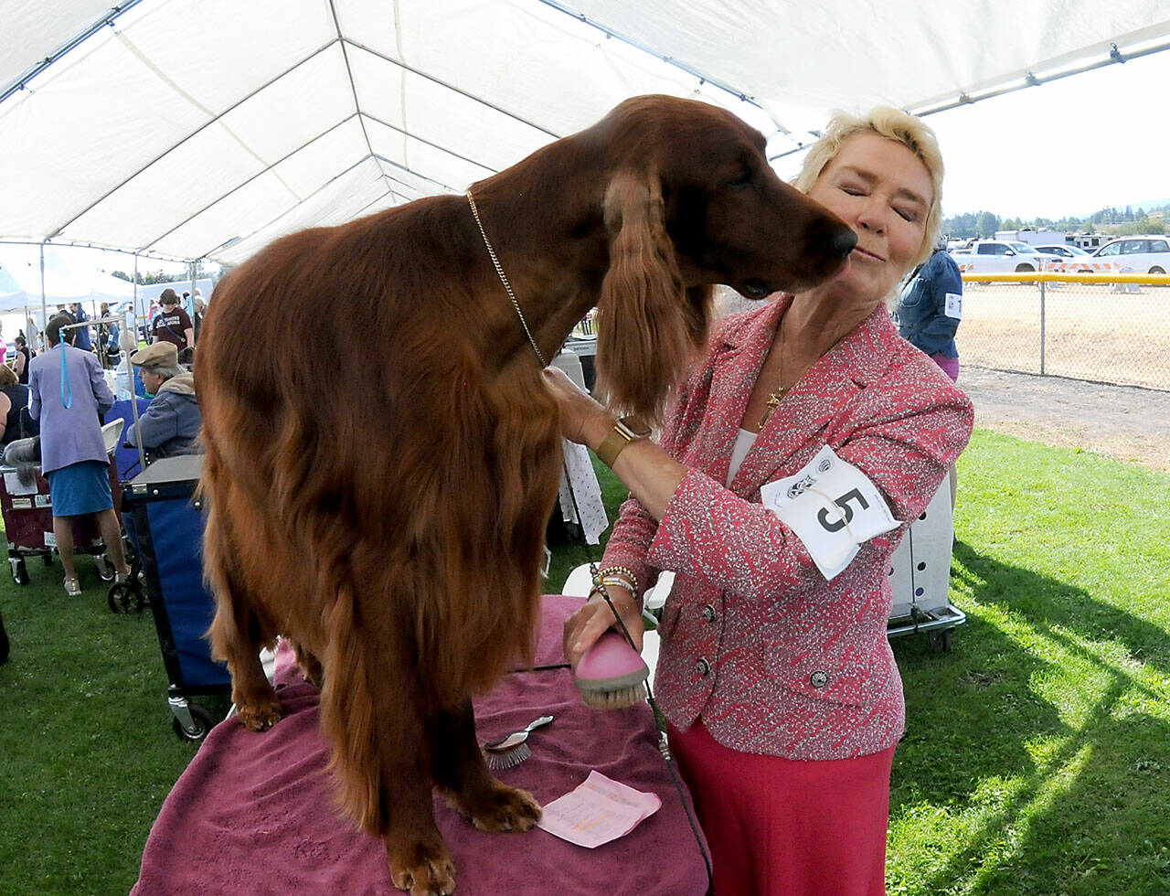 Anita Gage of Fortuna, Calif., gets a kiss from GHC Bronze Firle Oak Sadlers Wells “Sadler” in preparation for showing before the judges during the 2025 AKC All-Breed Conformation Show and Obedience and Rally Trials on Sunday at Carrie Blake Park in Sequim. The three-day show, hosted by the Hurricane Ridge Kennel Club, featured hundreds of dogs from across the region in multiple rings and obedience displays. (Keith Thorpe/Peninsula Daily News)