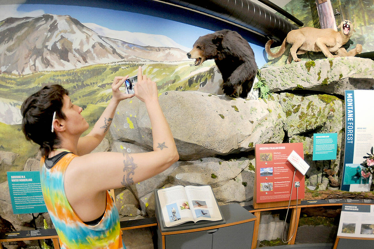 Tanya Anaya of Port Angeles takes photos on Tuesday of a taxidermy bear and mountain lion that are part of an interactive watershed exhibit at the Dungeness River Nature Center in Sequim. The center, located at Railroad Bridge Park, focuses on the flora and fauna of the Dungeness Valley and watershed and contains a variety of exhibits for adults and children. (Keith Thorpe/Peninsula Daily News)