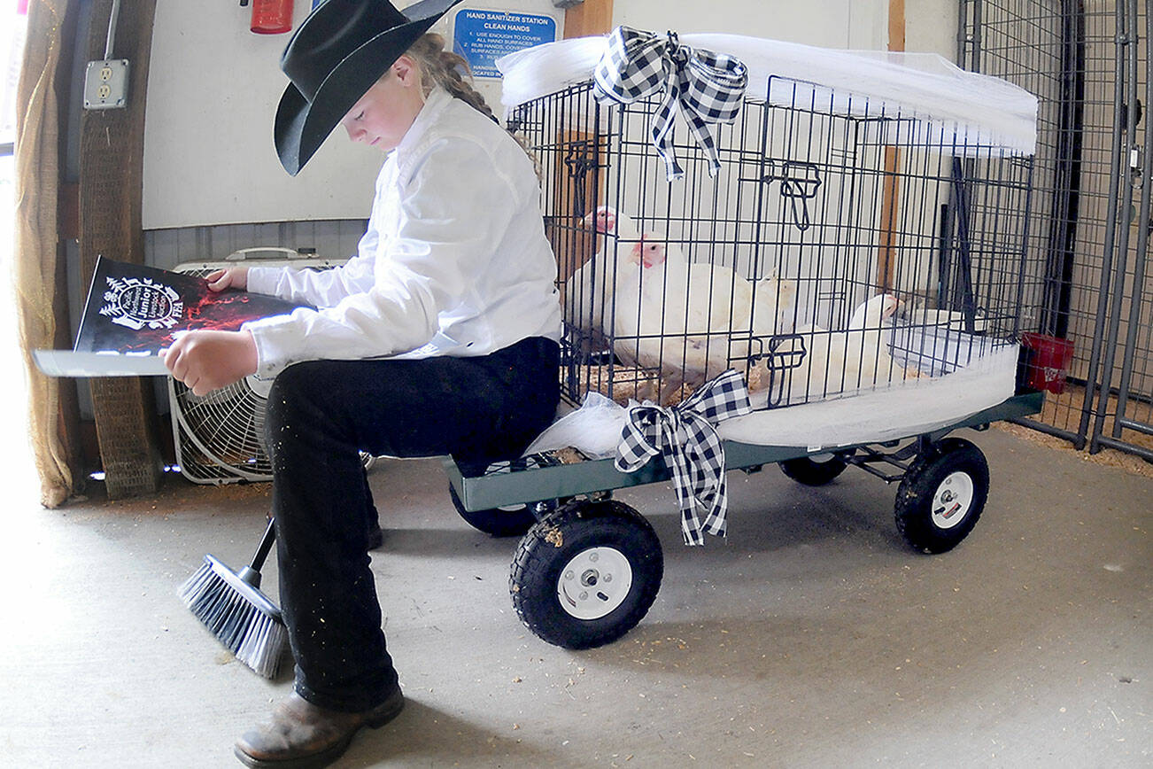 Natilee Winters, 11, a member of the Port Angeles-based Lambchops 4-H Club, sits on a display cart with her chickens as she awaits her turn in the auction ring during the Pacific Northwest Junior Livestock Auction on Saturday at the Clallam County Fair. Dozens of youngsters put their animals on the auction block in hopes of a large payoff for their livestock-rearing efforts. (Keith Thorpe/Peninsula Daily News)