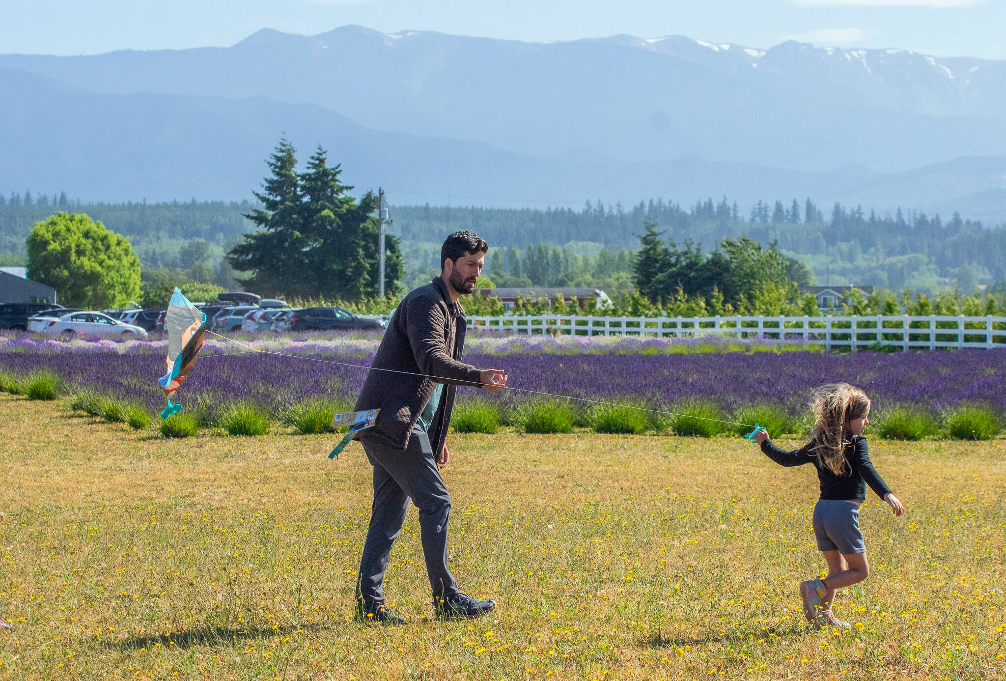 Tyler Carey and Lenara, 4, fly a kite together at Olympic Bluffs Cidery & Lavender Farm during Sequim Lavender Weekend last month. Olympic Bluffs is one of the sites visited throughout the summer by American Cruise Lines passengers through van excursions spearheaded by the Port Angeles Chamber of Commerce. (Emily Matthiessen/Olympic Peninsula News Group)