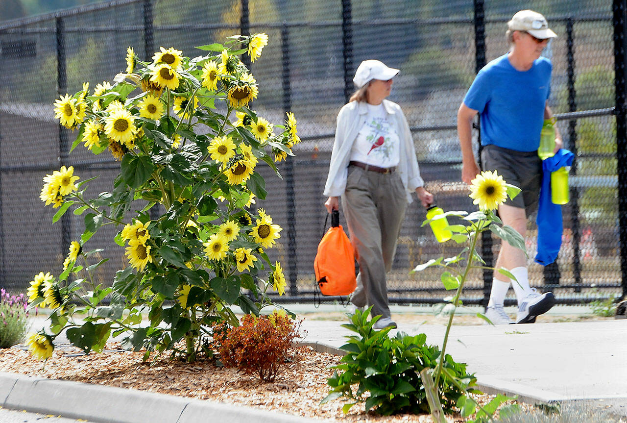 Val and Tim Cullinan of Sequim walk past stalks of sunflowers on their way to the pickleball courts at Carrie Blake Park in Sequim. The sunflowers are among several towering stands in the park and surrounding area. (Keith Thorpe/Peninsula Daily News)