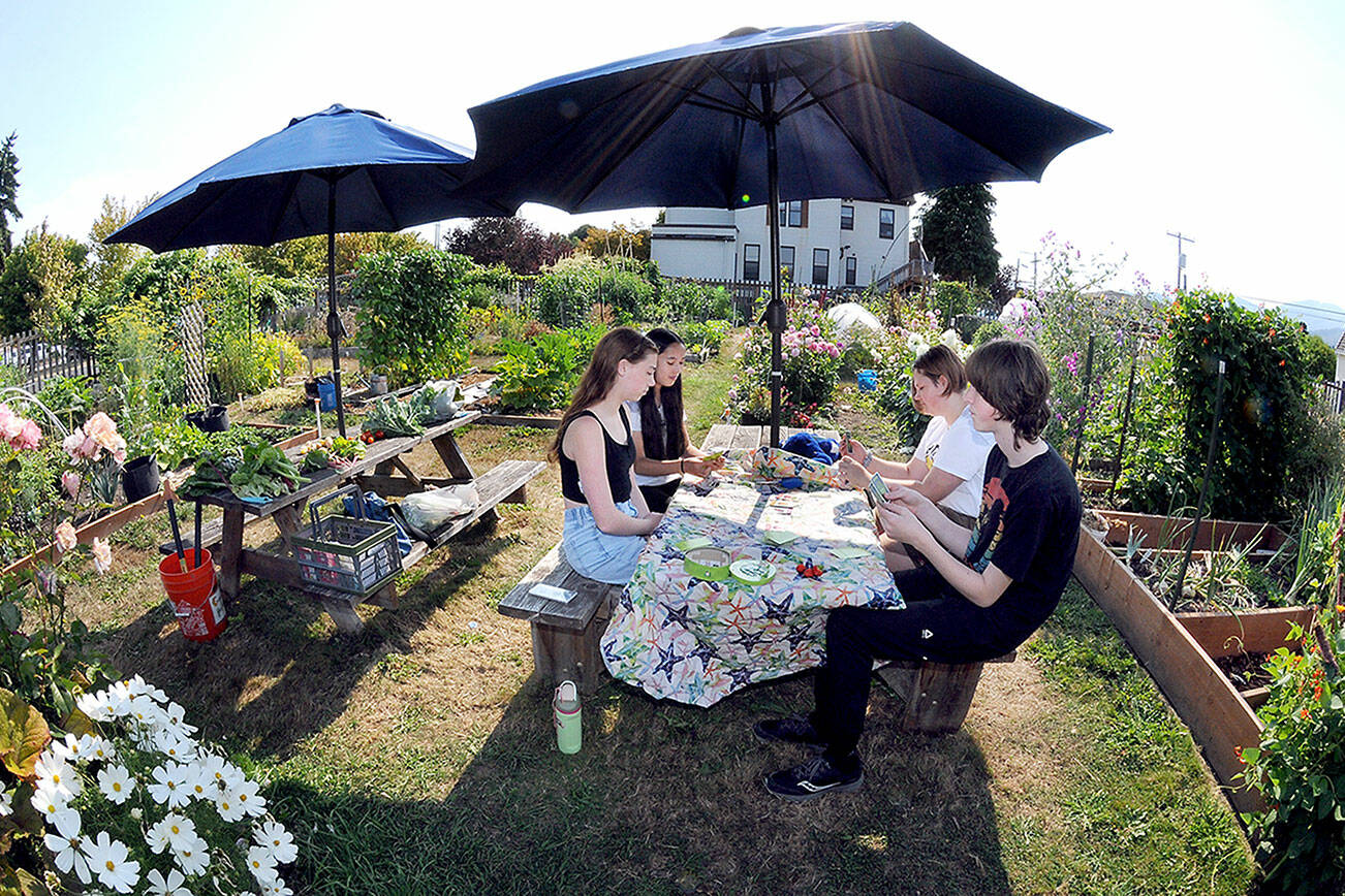 Members of the 4H Garden Club, clockwise from left, front, Lucy Woods, 13, Eve Dry, 14, Astrid Asselin, 14, and Cedric Clark, 13, play an agricultural-themed card game “Abandon All Artichokes” under a table umbrella on Wednesday at the Fifth Street Community Garden in Port Angeles. On the accompanying table are vegetables freshly harvested from the garden. (Keith Thorpe/Peninsula Daily News)