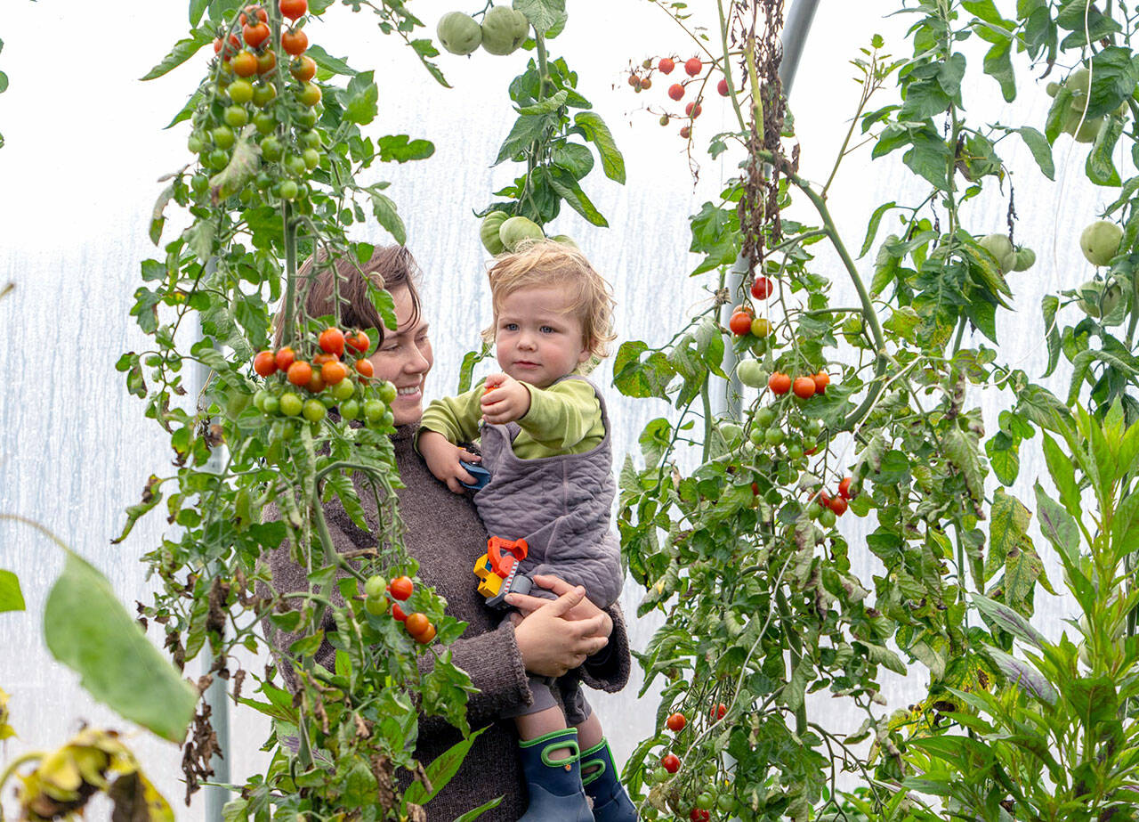 Lyle Baird, 1, seems to be telling his mom, Jaimie, of Port Townsend, that he wants a particular cherry tomato from the vine at Shy Acre Farm in Port Townsend while on the 23rd annual Jefferson County Farm Tour on Saturday. Shy Acre Farm was one of 15 around the county on the tour. (Steve Mullensky/for Peninsula Daily News)