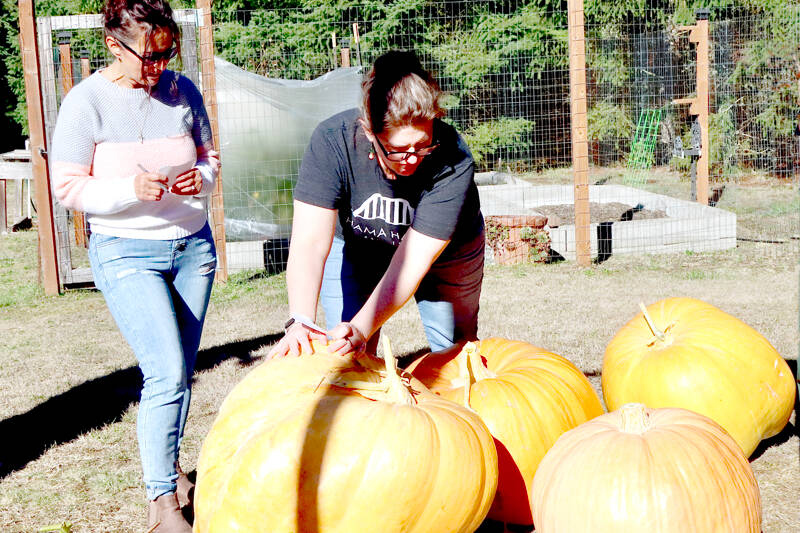 Sabrina Mudd, left, and Michele Stafford of Port Angeles push and wiggle the four largest pumpkins to try and guess their weights just before the official weigh-in during the 18th Evergreen Country Estate pumpkin contest on Goss Road south of Port Angeles. The four pumpkins, from left to right, weighed 151 pounds, 166 pounds, 84 pounds and 115 pounds. Dawna Krause grew the 166-pounder and was declared this year’s champion. The winner of the weight-guessing contest won a coho salmon or two Dungeness crabs. A dozen smaller pumpkins also were entered for fun. (Dave Logan/for Peninsula Daily News)