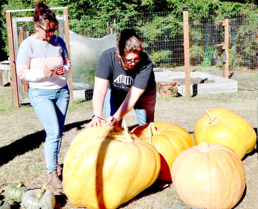Sabrina Mudd, left, and Michele Stafford of Port Angeles push and wiggle the four largest pumpkins to try and guess their weights just before the official weigh-in during the 18th Evergreen Country Estate pumpkin contest on Goss Road south of Port Angeles. The four pumpkins, from left to right, weighed 151 pounds, 166 pounds, 84 pounds and 115 pounds. Dawna Krause grew the 166-pounder and was declared this year’s champion. The winner of the weight-guessing contest won a coho salmon or two Dungeness crabs. A dozen smaller pumpkins also were entered for fun. (Dave Logan/for Peninsula Daily News)