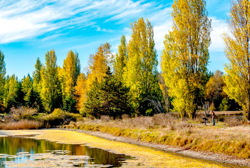 A dog walker, lower right, stops to read a sign while strolling along among the autumn colors at Kai Tai Lagoon in Port Townsend. (Steve Mullensky/for Peninsula Daily News)
