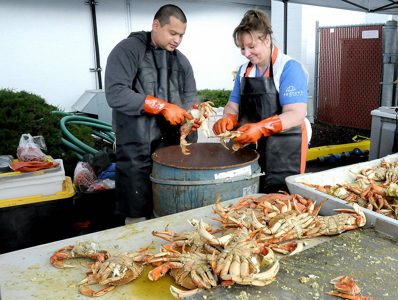 Krab Krew members Jernando Juarez, left, and Julie Myers crack open freshly cooked whole crabs destined for consumption by visitors at the Dungeness Crab Festival on Friday on the Port Angeles waterfront. Thousands of fresh crabs have been brought in for hungry festival-goers at the three-day event, which also features a variety of other seafood delights as well as live music, demonstrations, a craft fair and a crab derby. The festival will continue through Sunday. (Keith Thorpe/Peninsula Daily News)