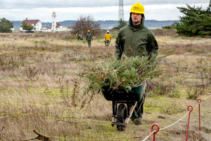 Michael Bannister of Bainbridge Island, an employee of Washington Conservation Corp, wheels a load of lupin and scotch broom to a waiting truck for disposal at a compost landfill in Port Townsend. The corps was at Fort Worden State Park, thinning out aggressive growing lupin and invasive scotch broom. (Steve Mullensky/for Peninsula Daily News)