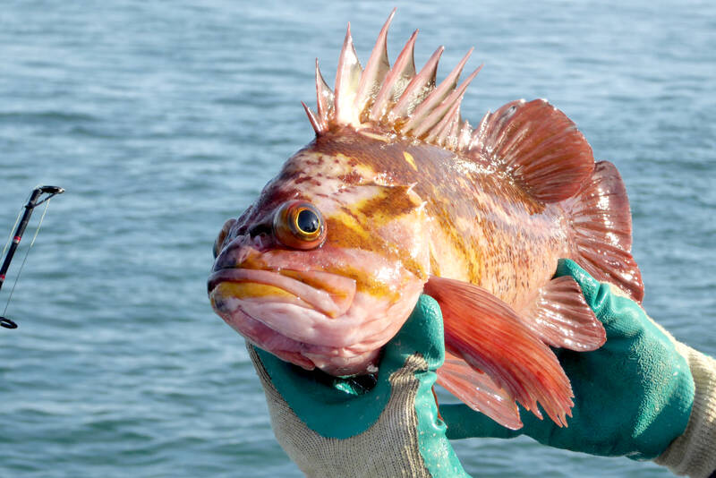 A copper rockfish caught as part of a state Department of Fish and Wildlife study in 2017. The distended eyes resulted from a pressure change as the fish was pulled up from a depth of 250 feet. (David B. Williams)