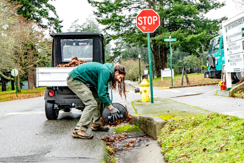 Patrick Zolpi-Mikols, a park aide with Fort Worden State Park, gathers and removes leaves covering the storm drains after an atmospheric river rainstorm early Wednesday morning in Port Townsend. A flood warning was issued by the National Weather Service until 11:11 a.m. today for the Elwha River at the McDonald Bridge in Clallam County. With the flood stage at 20 feet, the Elwha River was projected to rise to 23.3 feet late Wednesday afternoon and then fall below flood stage just after midnight. (Steve Mullensky/for Peninsula Daily News)
