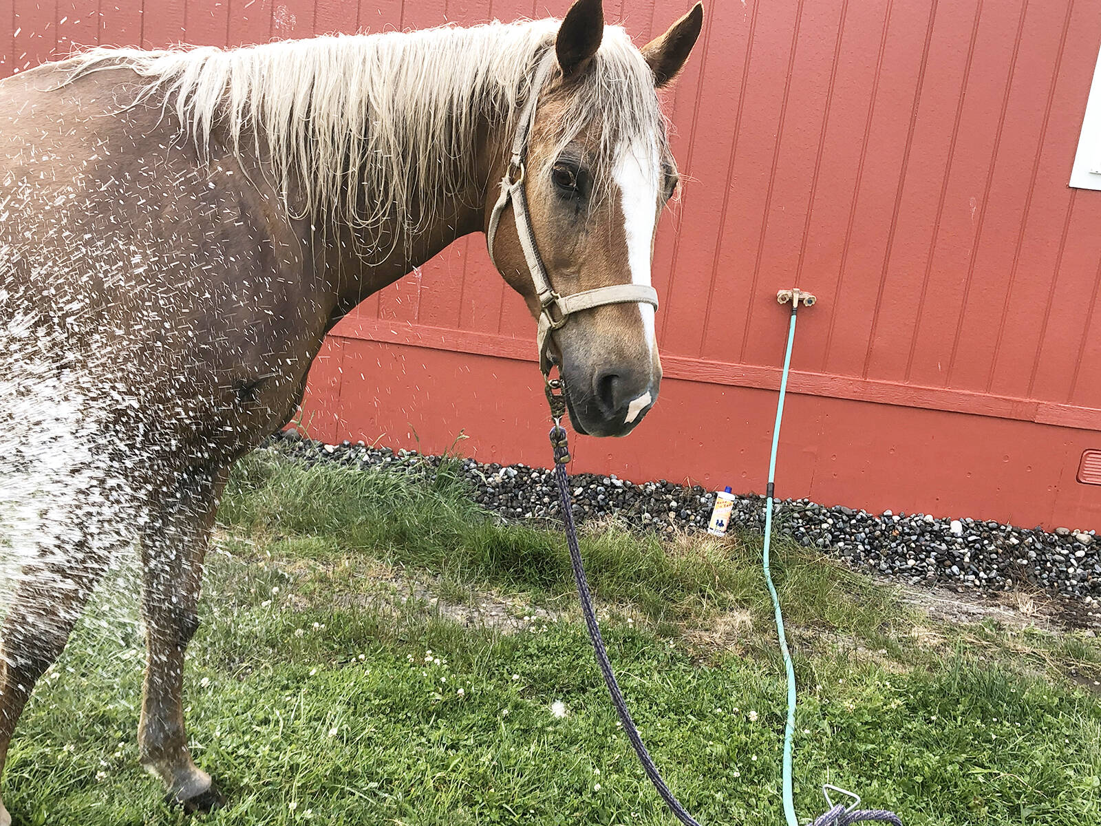 Photo by Karen Griffiths
During freezing weather an exterior hot-cold frost-free water faucet helps to wash mud off a horse’s lower legs and hooves, soak hay and to melt ice off the top of a frozen water trough. Here, Lacey enjoyed a warm shower in the spring with this faucet by Woodford.