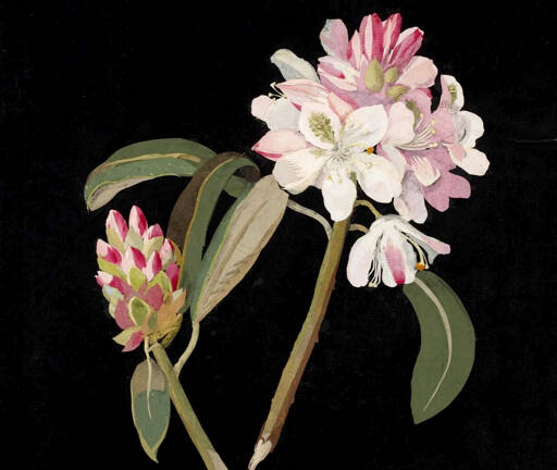 Mary Delany’s life and art will be the topic of a Northwind Art School class on Friday. (Northwind Art)