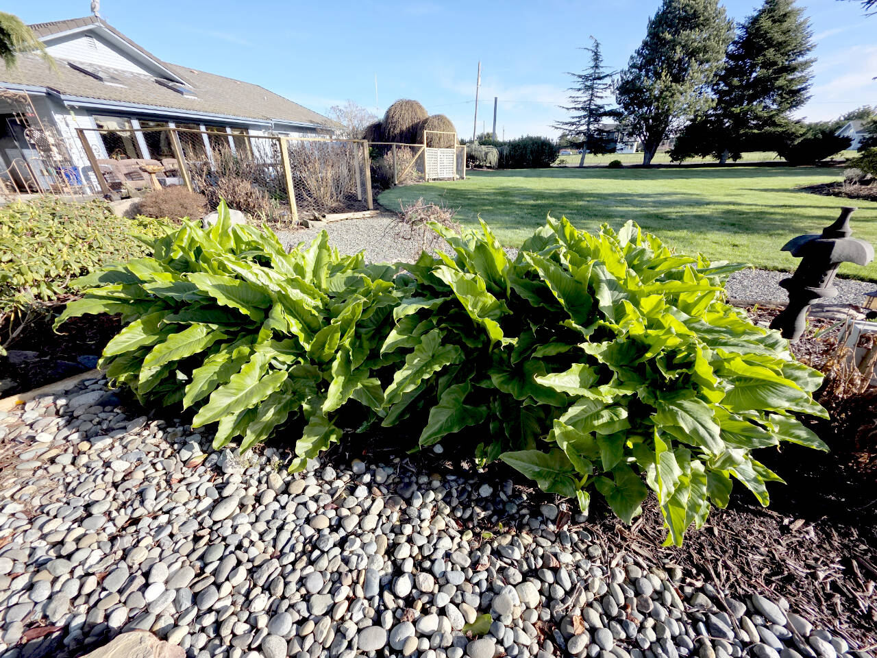 Calla lilies as tall in January as they would normally be on May 1. Native to Central America, it is unheard of to see callas so advanced this time of year. (Andrew May/For Peninsula Daily News)