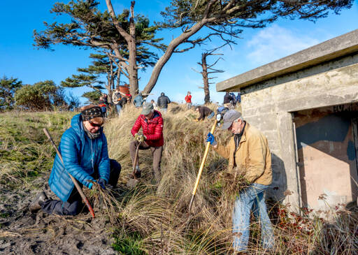 Sue Long, left, Vicki Bennett and Frank Handler, all from Port Townsend, volunteer at the Martin Luther King Day of Service beach restoration on Monday at Fort Worden State Park. The activity took place on Knapp Circle near the Point Wilson Lighthouse. Sixty-four volunteers participated in the removal of non-native beach grasses. (Steve Mullensky/for Peninsula Daily News)