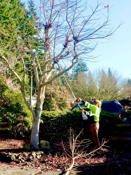 Matthew McVay of Bayside Landscaping and Pruning uses a gas-powered pole saw to trim branches off an overgrown gum tree in Port Angeles. Now is a good time for pruning and trimming before the tree saps start moving. (Dave Logan/for Peninsula Daily News)