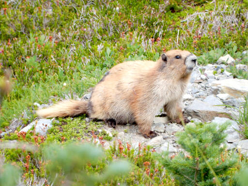 An Olympic marmot near Cedar Lake in the Olympic National Park. (Matt Duchow)