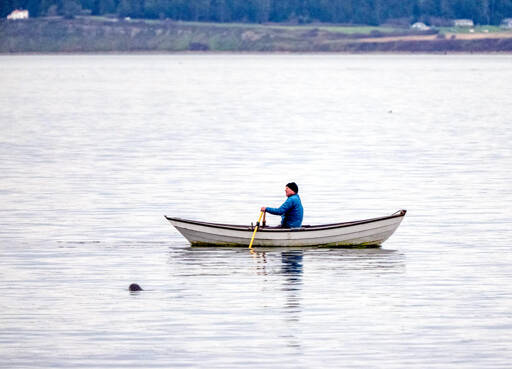 A seal pops its head out of the water as a dory rower propels his craft in the calm waters of the Salish Sea. Whidbey Island is in the distance. Today’s high temperature is forecast to be in the low 50s with partly cloudy skies. Rain is set to return this weekend. For more weather information, see Page B8. (Steve Mullensky/for Peninsula Daily News)